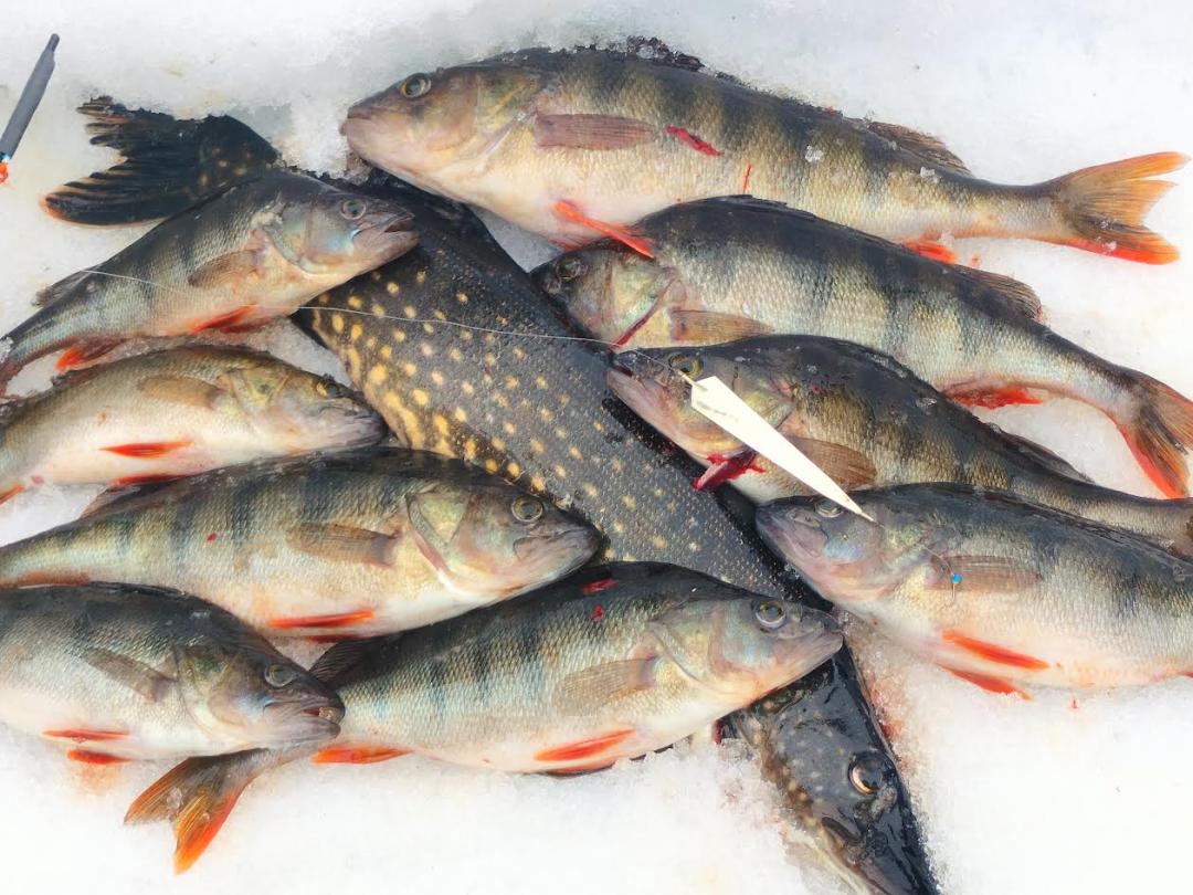 kuvassa on ahvenia ja hauki jään päällä.